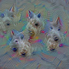 n02098105 soft-coated wheaten terrier